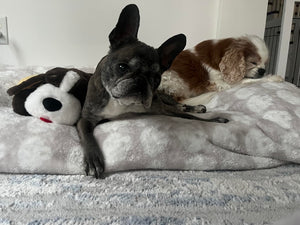 Miguel A. review image