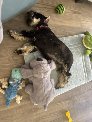 Beatriz L review image