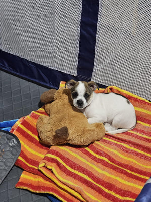 Javier R. review image