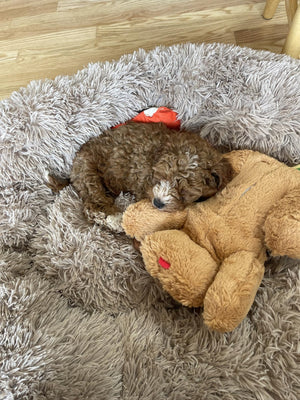 Laura G. review image