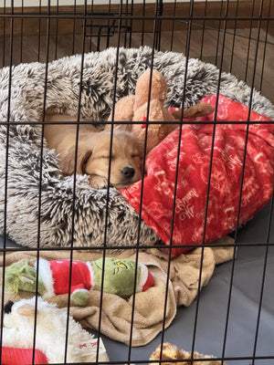 David C review image