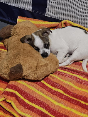 Javier R. review image 2